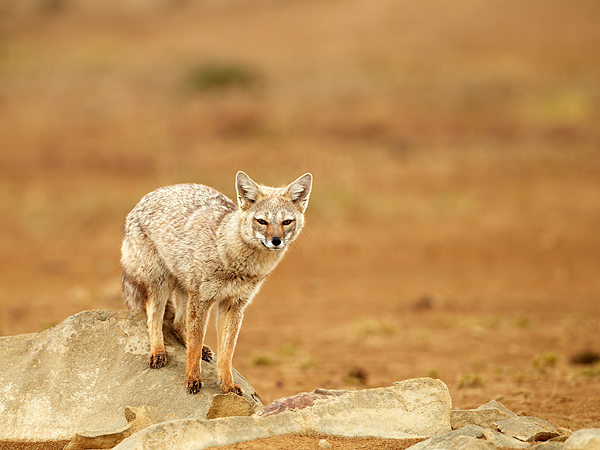 http://www.nigelspencer.co.uk/media/Falklands/Patagonian-Grey-Fox---J4F9721.jpg